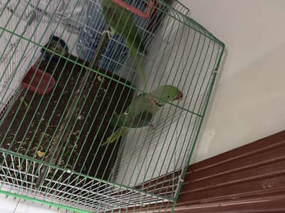 Hara parrots hn ya or miyan mithu bolta hn citiyan wagara marta hn