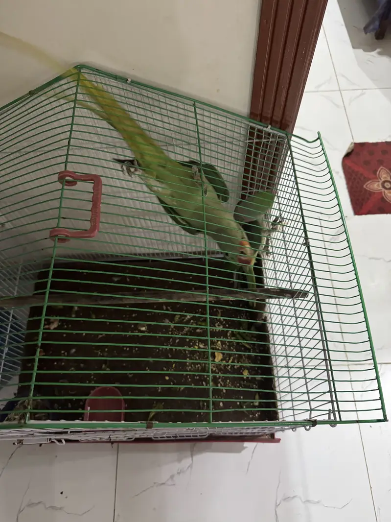 Hara parrots hn ya or miyan mithu bolta hn citiyan wagara marta hn — photo 2