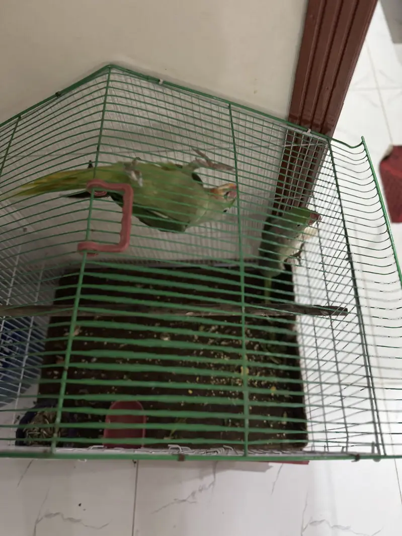 Hara parrots hn ya or miyan mithu bolta hn citiyan wagara marta hn — photo 3