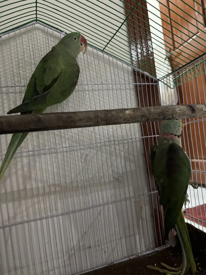 Hara parrots hn ya or miyan mithu bolta hn citiyan wagara marta hn — photo 4