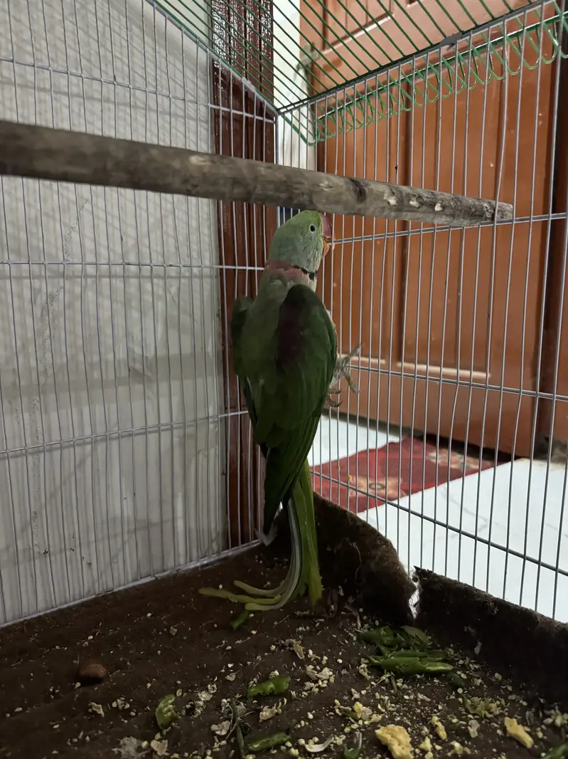 Hara parrots hn ya or miyan mithu bolta hn citiyan wagara marta hn — photo 5