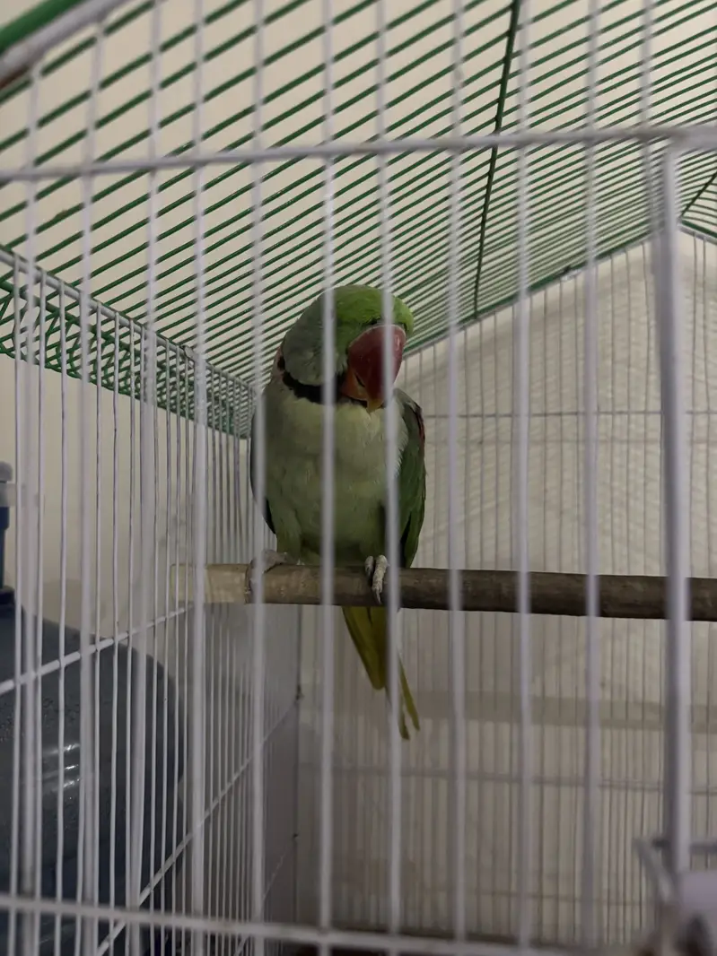 Hara parrots hn ya or miyan mithu bolta hn citiyan wagara marta hn — photo 6