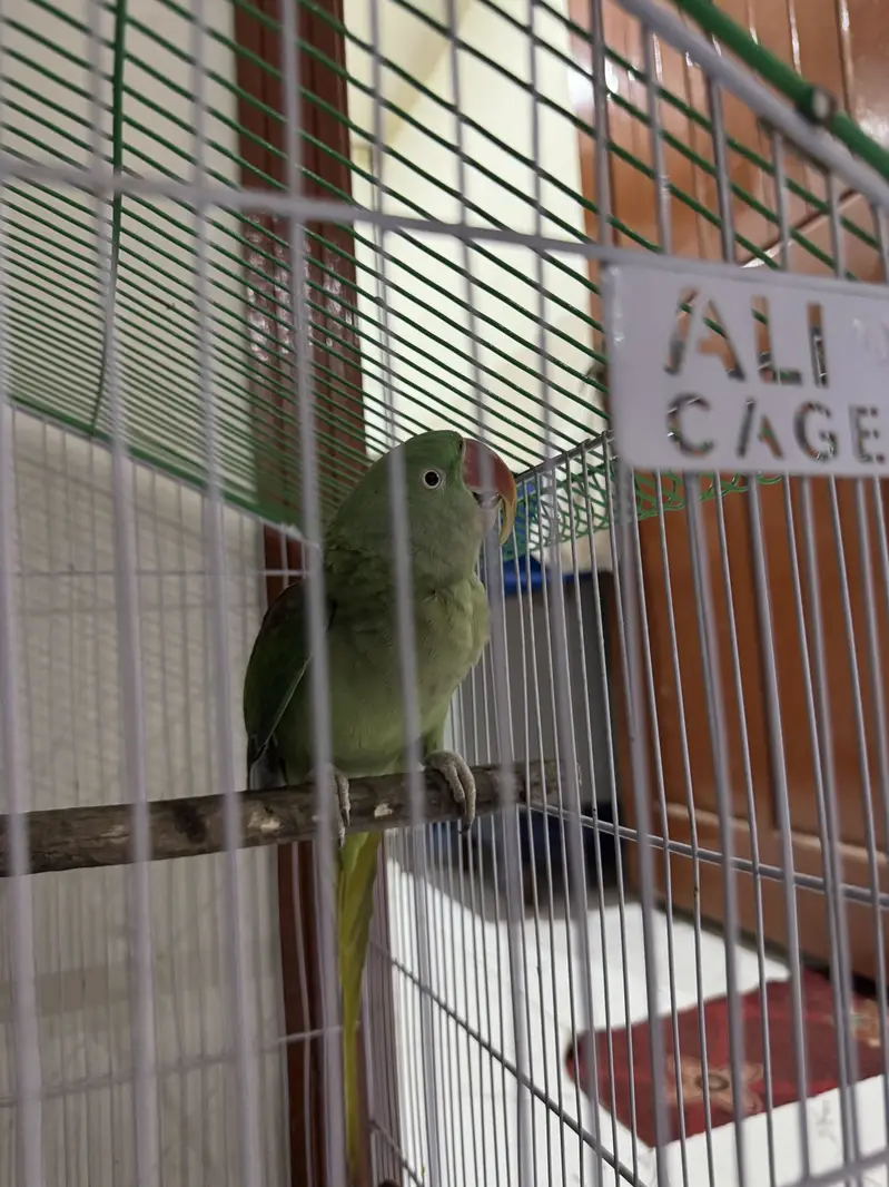 Hara parrots hn ya or miyan mithu bolta hn citiyan wagara marta hn — photo 7