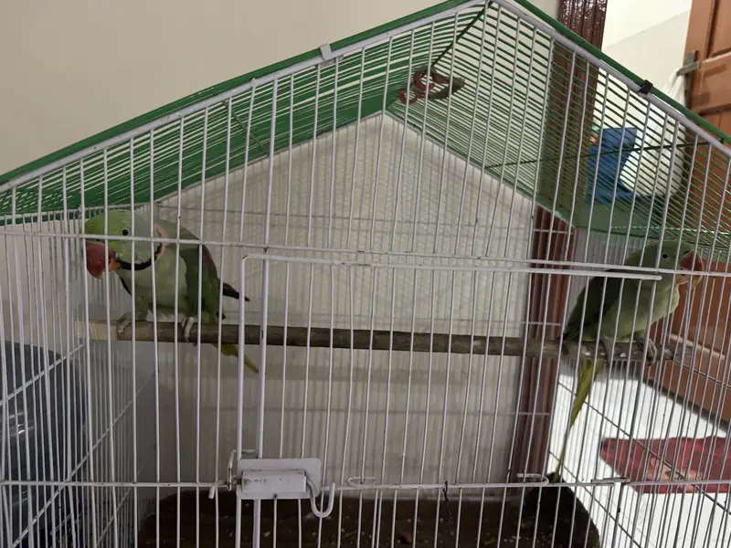 Hara parrots hn ya or miyan mithu bolta hn citiyan wagara marta hn — photo 8