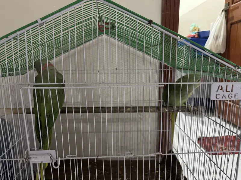 Hara parrots hn ya or miyan mithu bolta hn citiyan wagara marta hn — photo 9