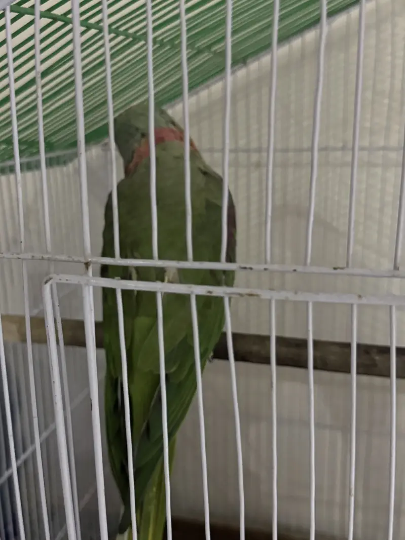 Hara parrots hn ya or miyan mithu bolta hn citiyan wagara marta hn — photo 10