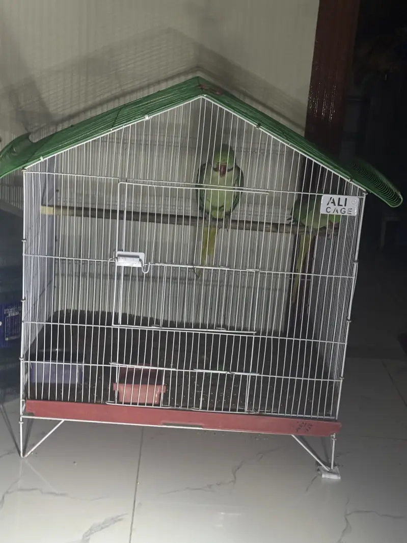 Hara parrots hn ya or miyan mithu bolta hn citiyan wagara marta hn — photo 11