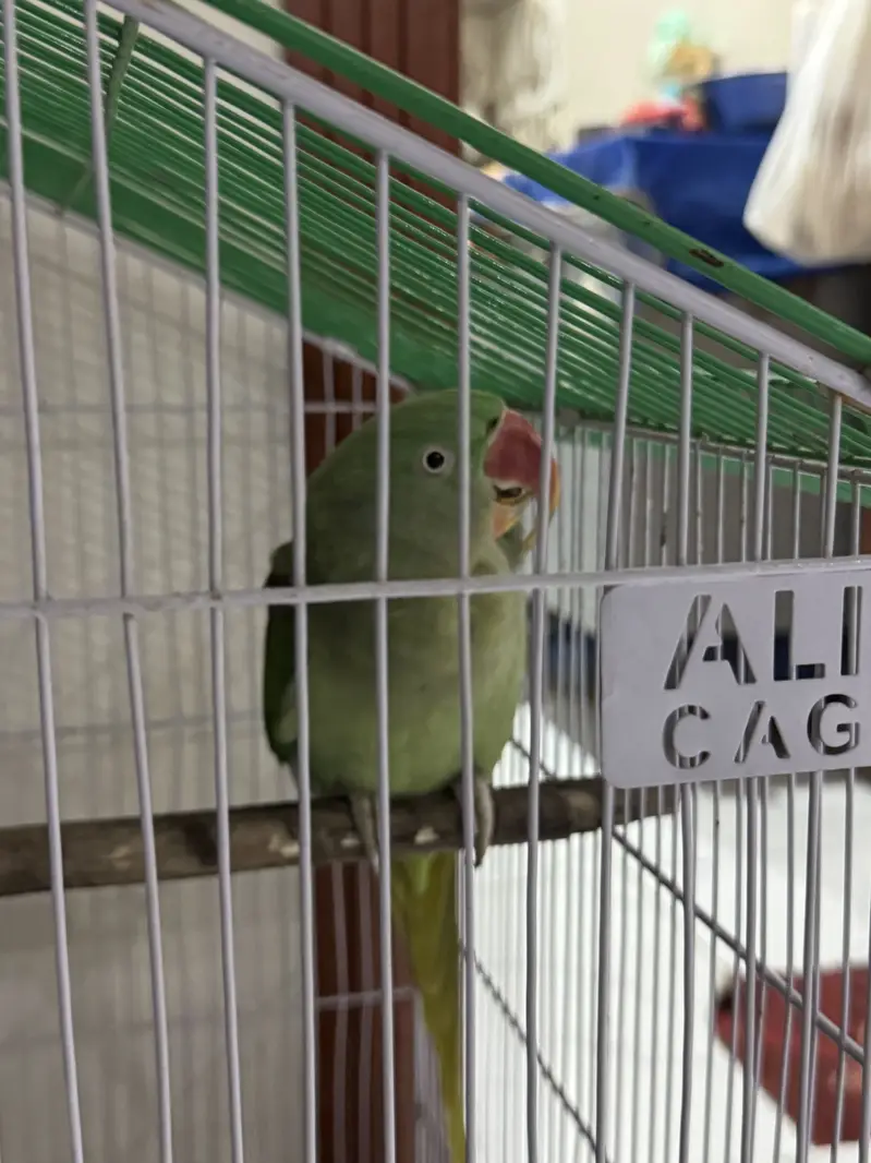 Hara parrots hn ya or miyan mithu bolta hn citiyan wagara marta hn — photo 12