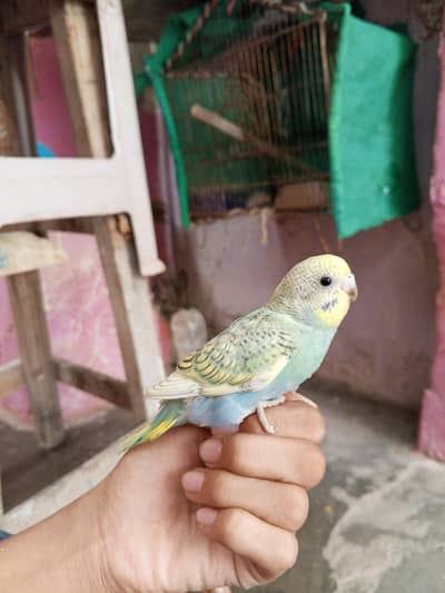 Rainbows spangle budgies