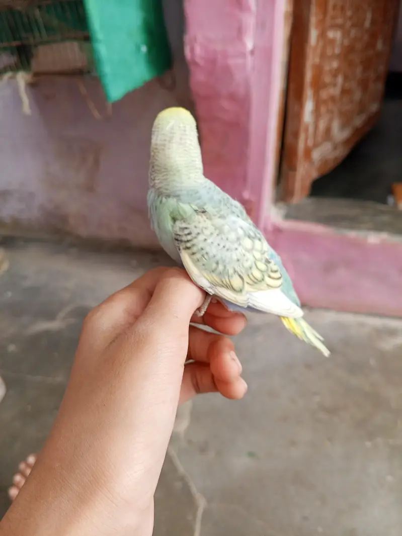 Rainbows spangle budgies — photo 2