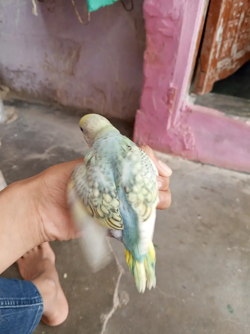 Rainbows spangle budgies — photo 3