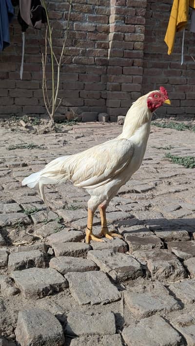 heera aseel patha