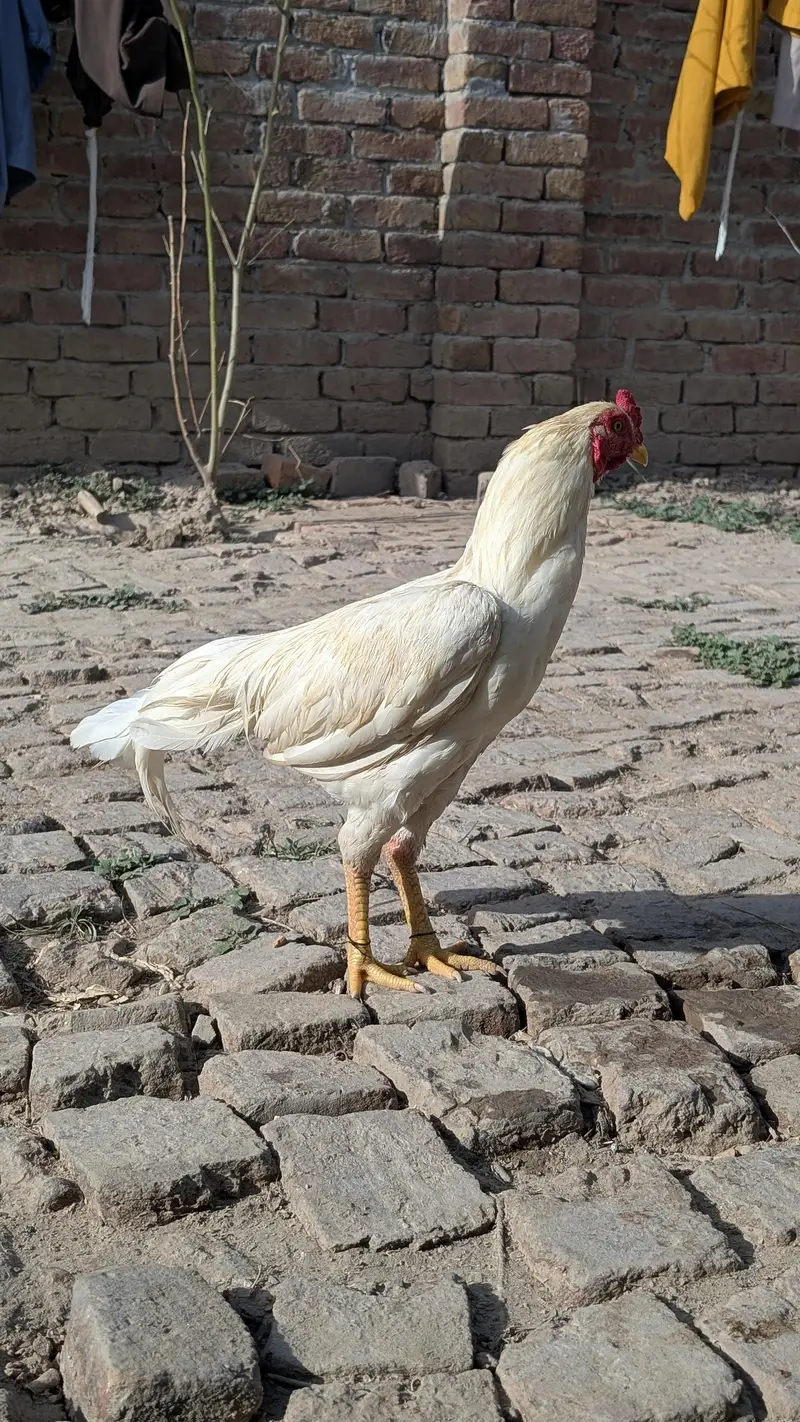 heera aseel patha — photo 2