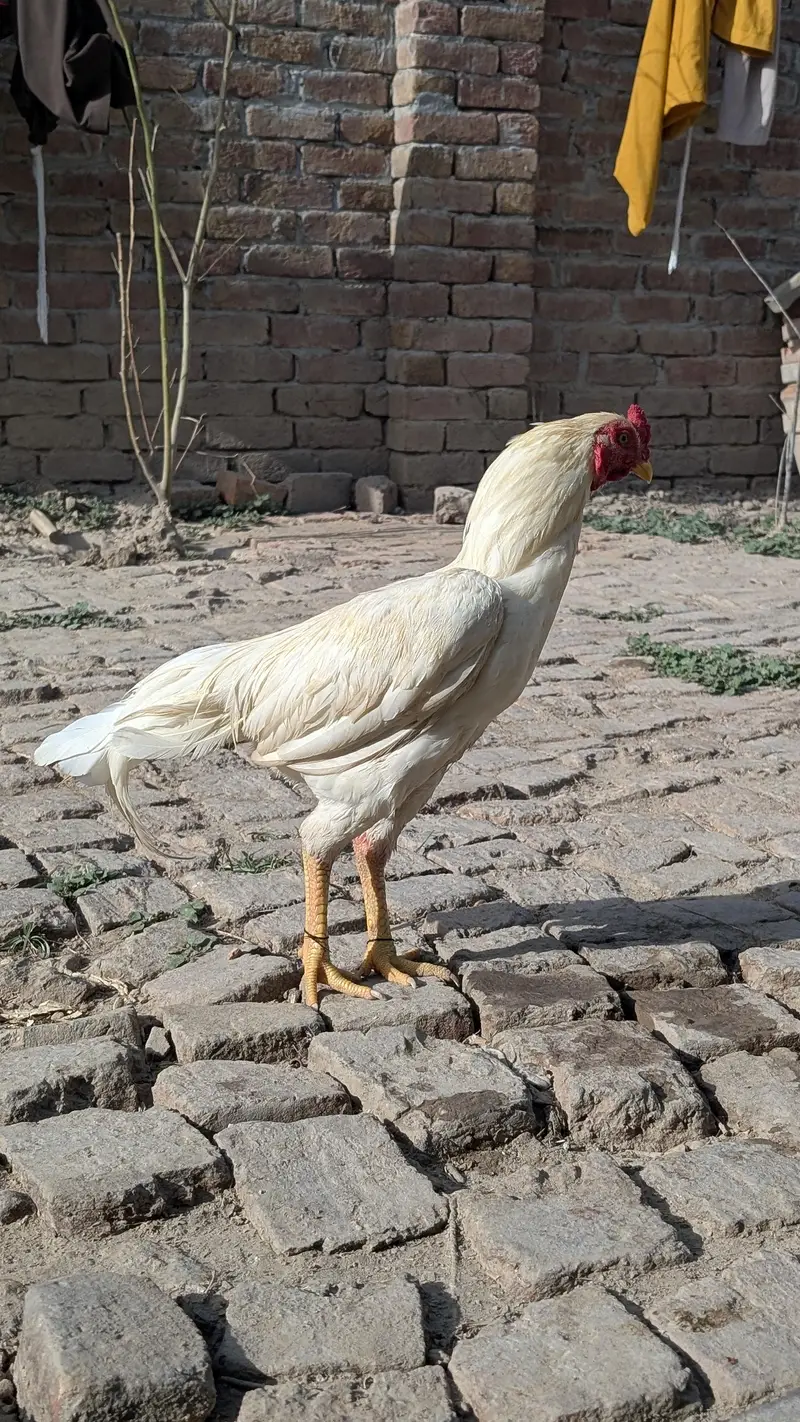heera aseel patha — photo 3