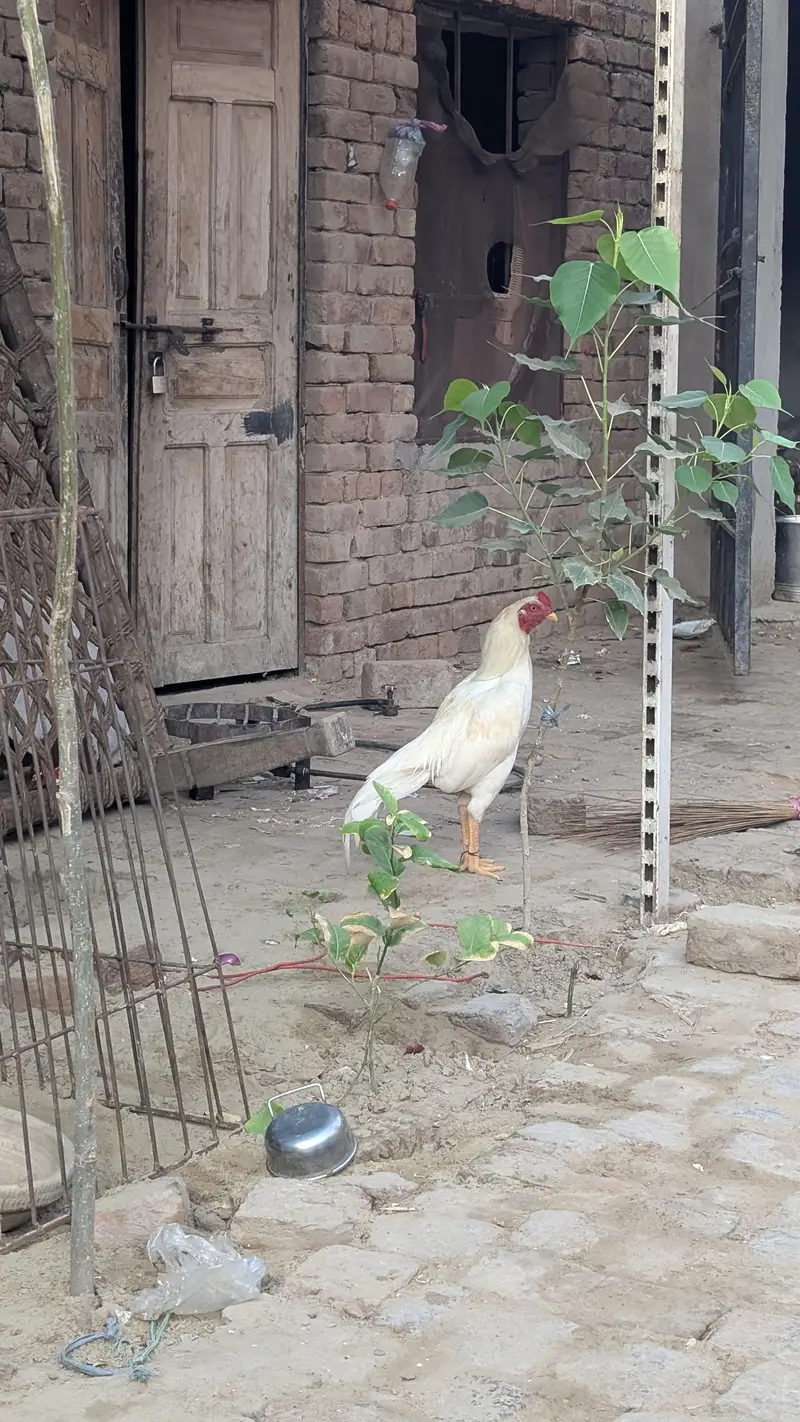 heera aseel patha — photo 4
