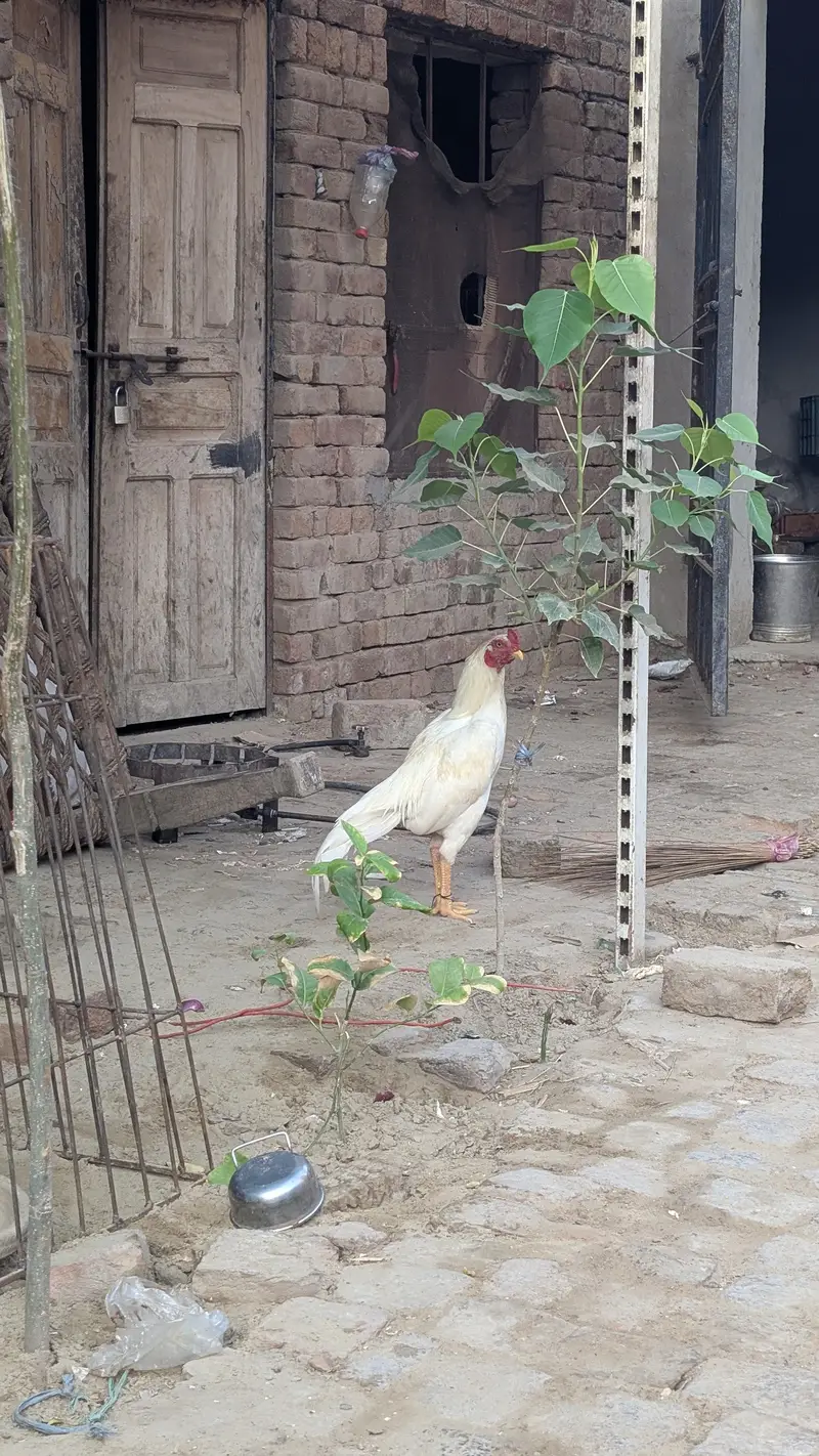 heera aseel patha — photo 5