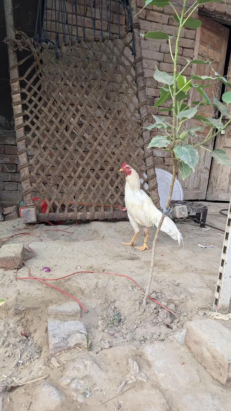 heera aseel patha — photo 6