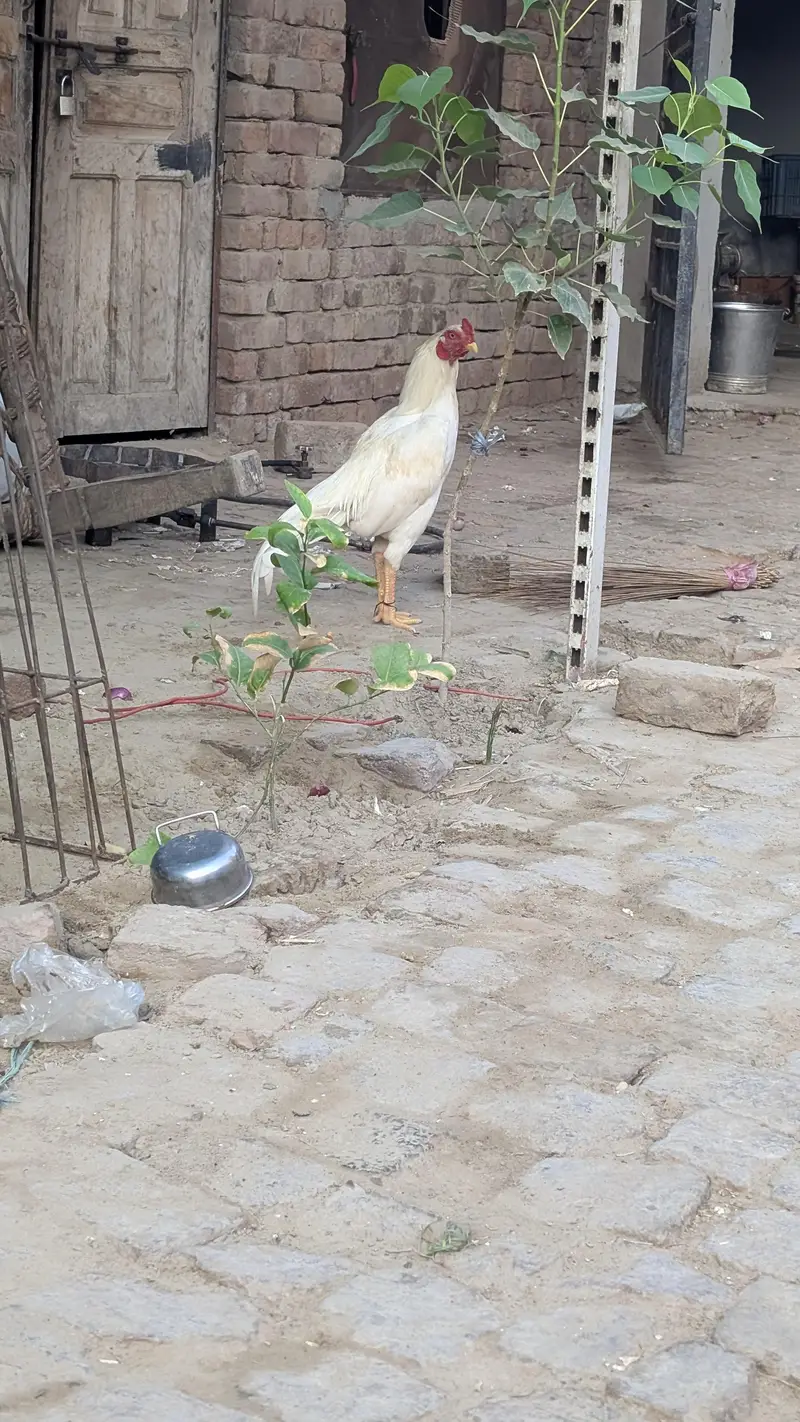 heera aseel patha — photo 7