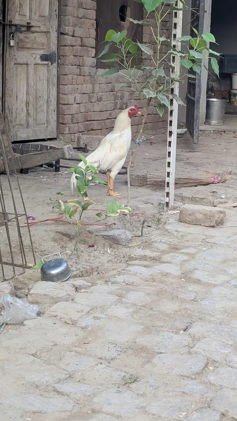 heera aseel patha — photo 8