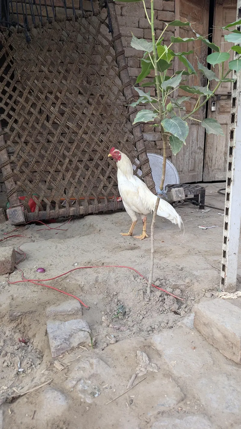 heera aseel patha — photo 9
