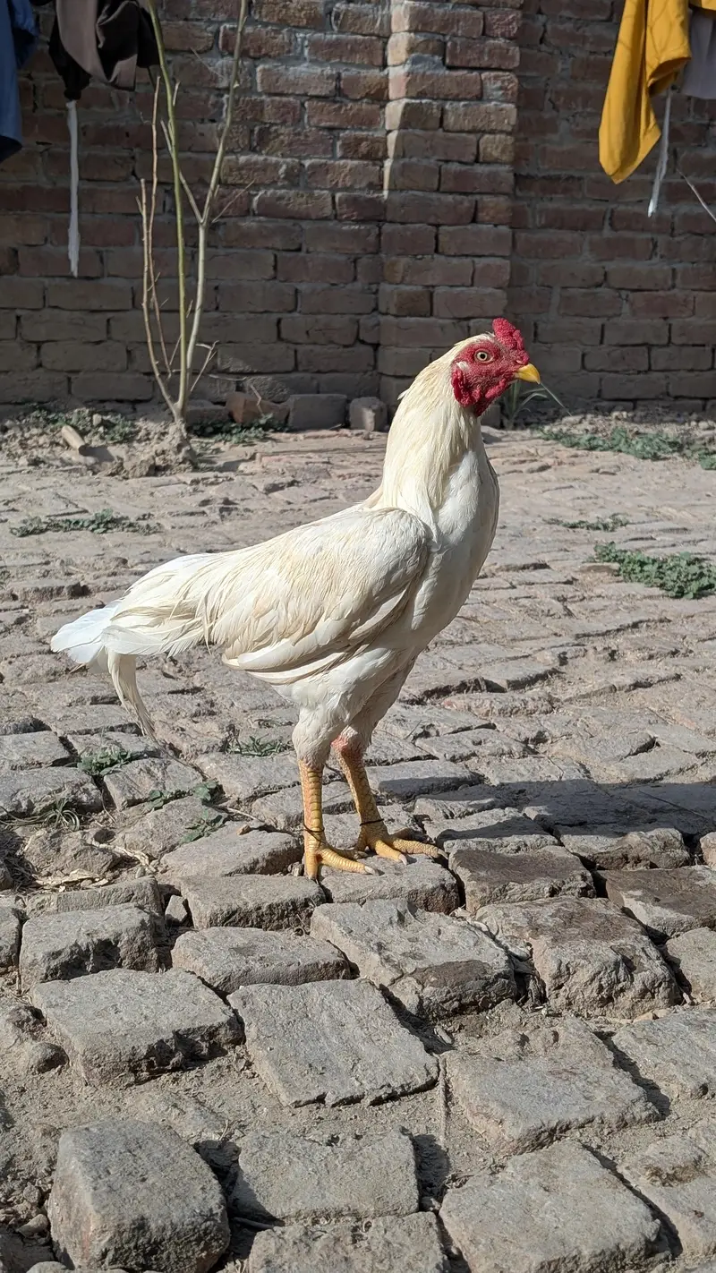 heera aseel patha — photo 10