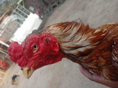 peela Breeder km al Ka Breeder h