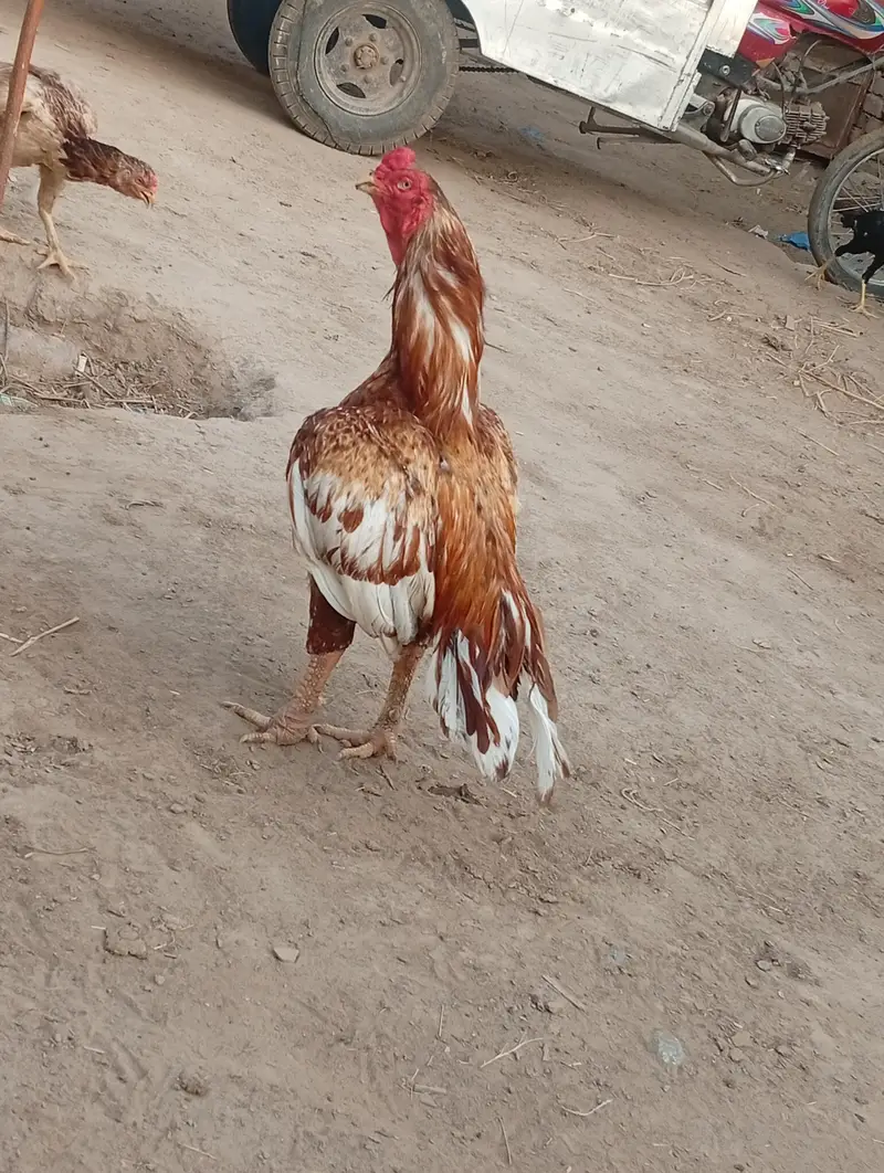 peela Breeder km al Ka Breeder h — photo 2
