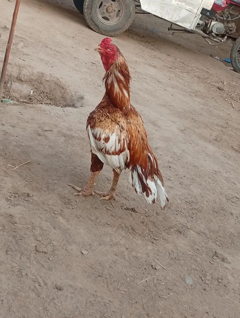 peela Breeder km al Ka Breeder h — photo 3