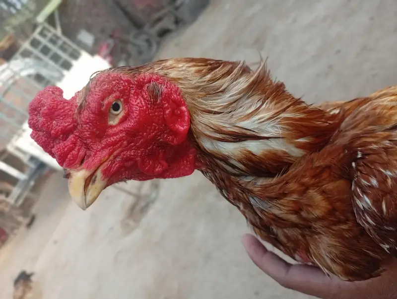 peela Breeder km al Ka Breeder h — photo 4
