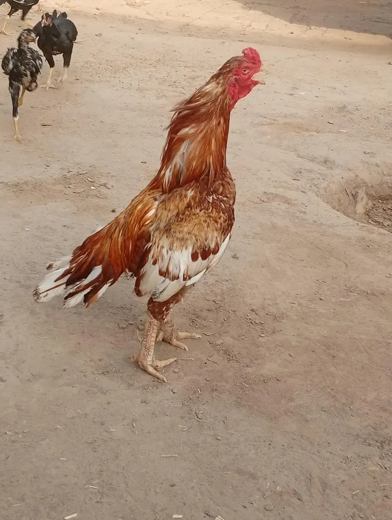 peela Breeder km al Ka Breeder h — photo 5