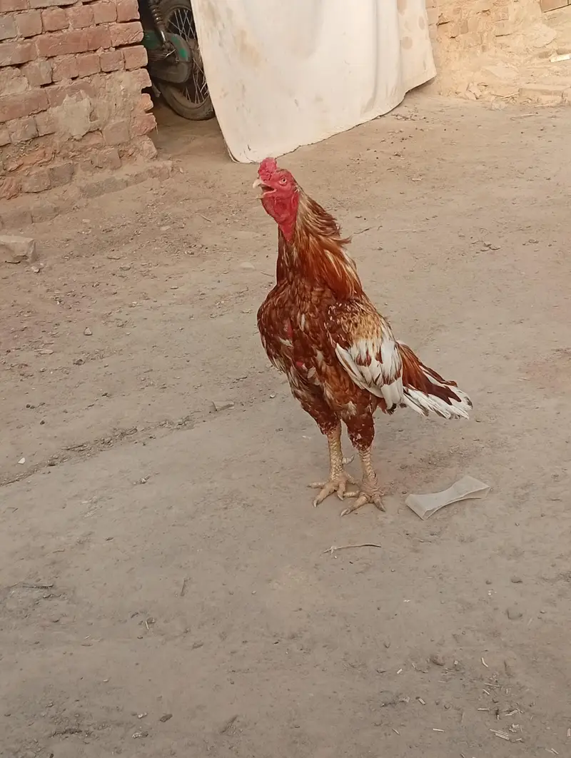 peela Breeder km al Ka Breeder h — photo 6