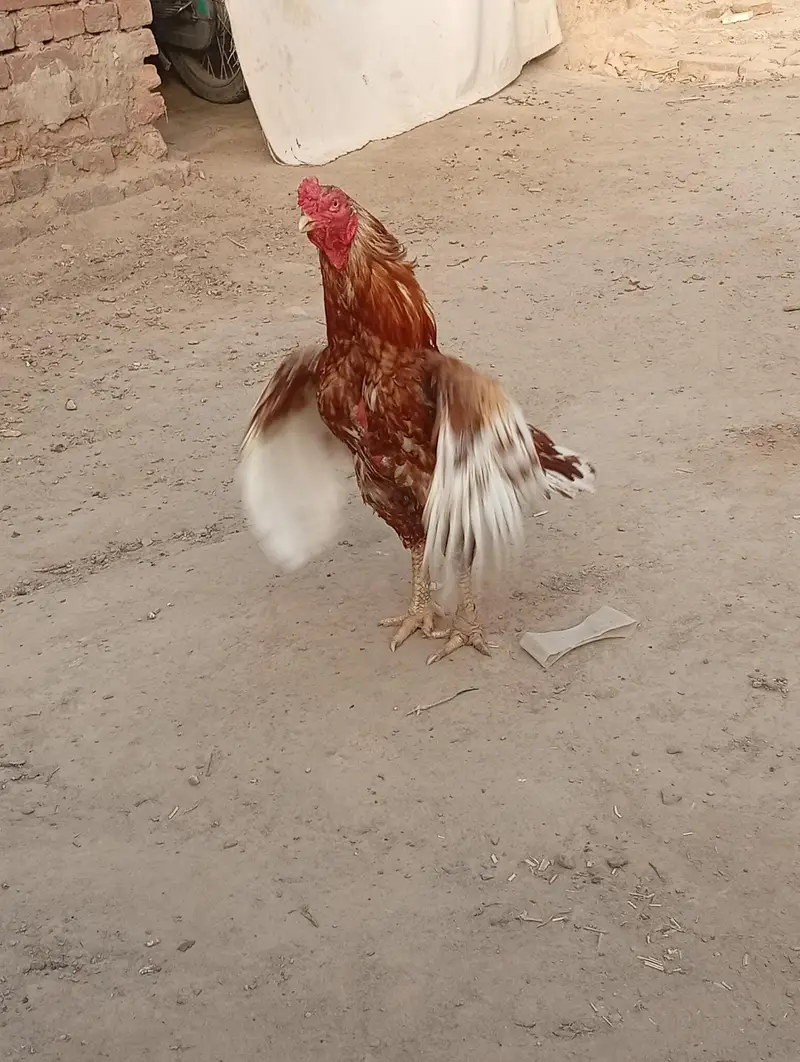 peela Breeder km al Ka Breeder h — photo 7