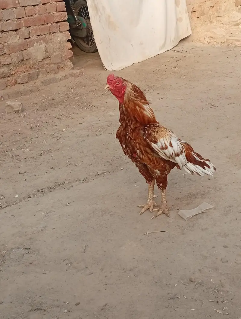 peela Breeder km al Ka Breeder h — photo 8