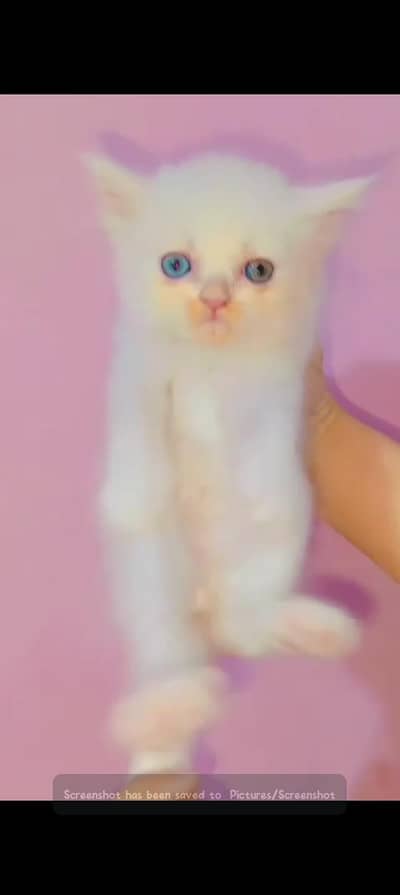 oed eyes Puch face kitten