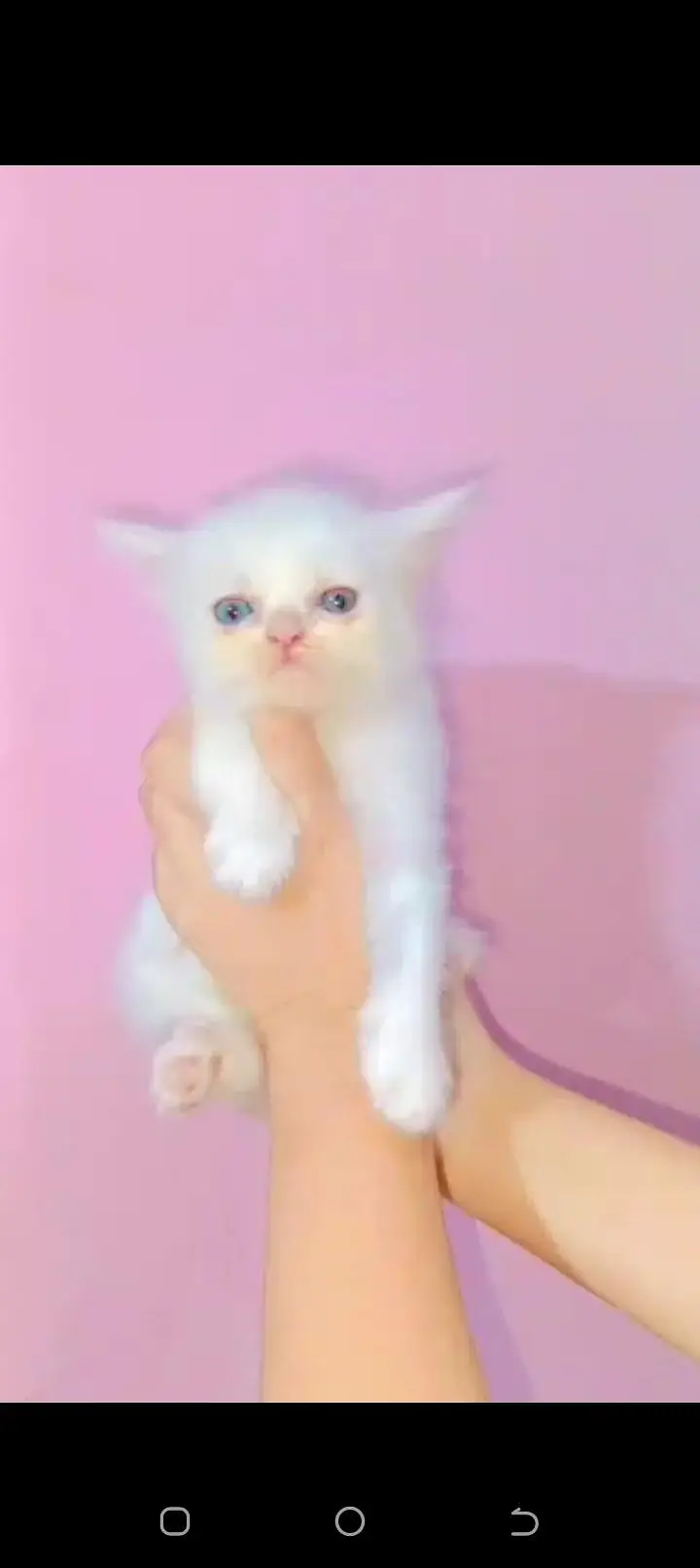 oed eyes Puch face kitten — photo 2
