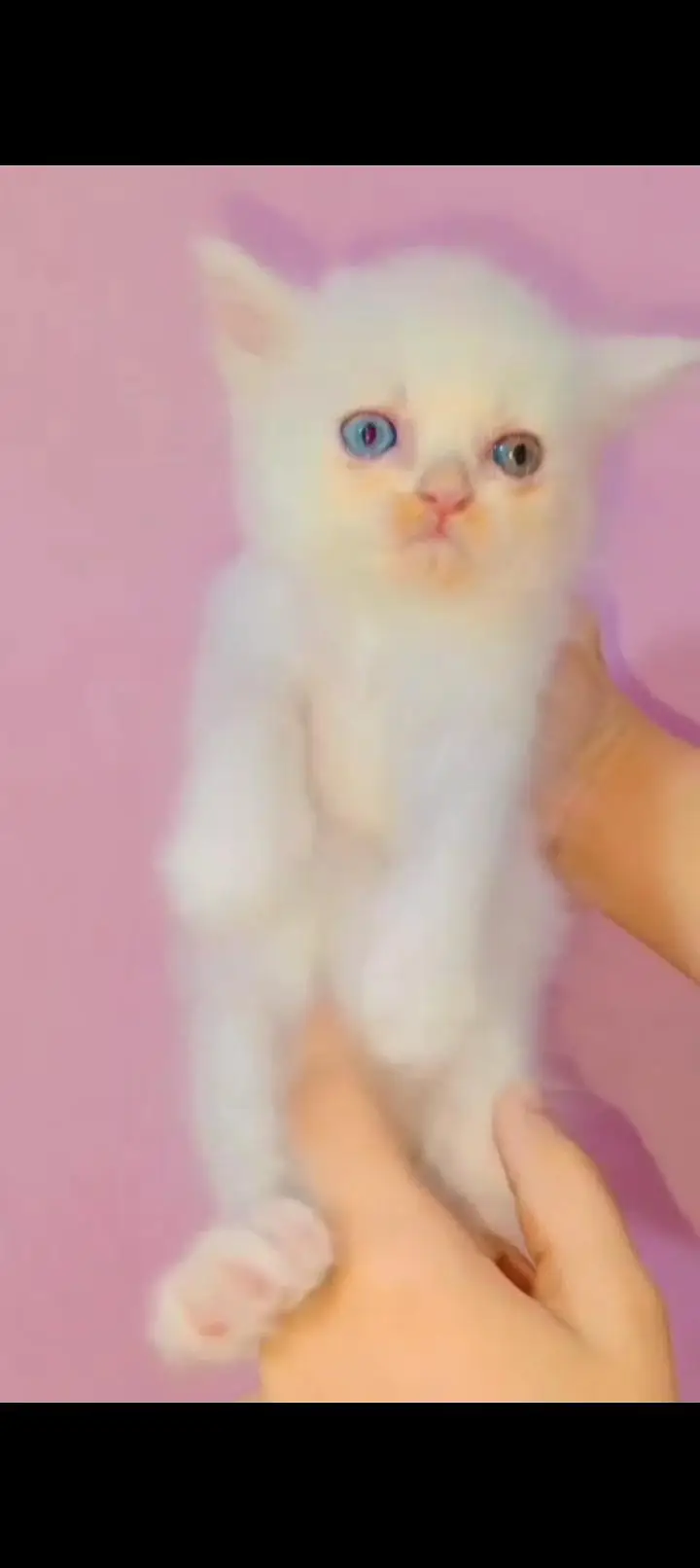oed eyes Puch face kitten — photo 4