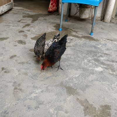 Chicks For Sale 3