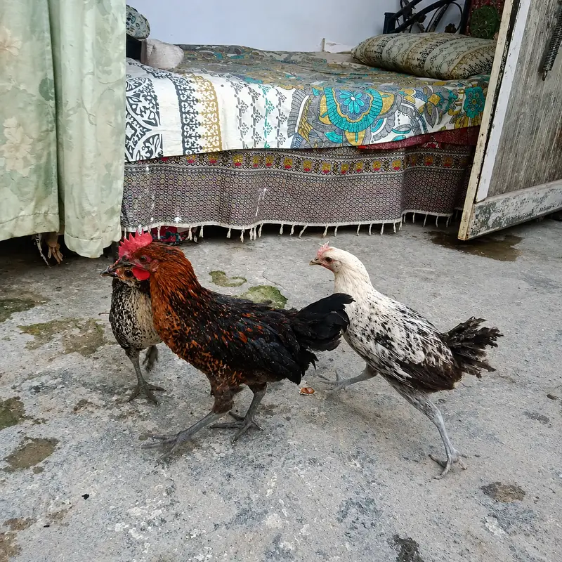 Chicks For Sale 3 — photo 2