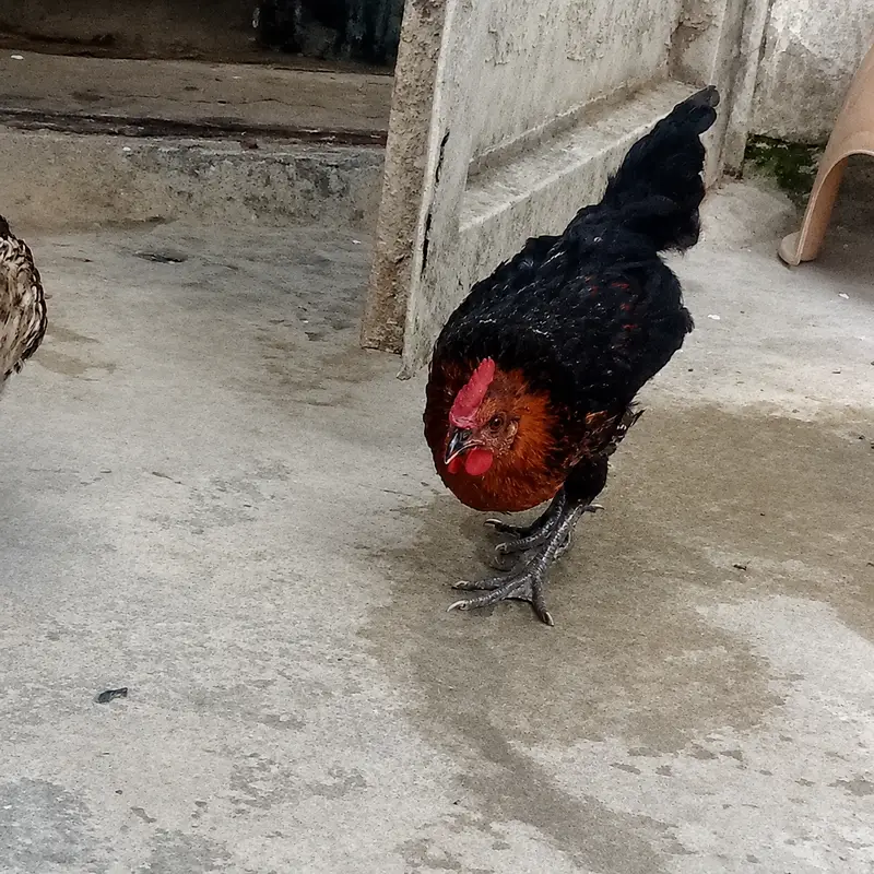 Chicks For Sale 3 — photo 3