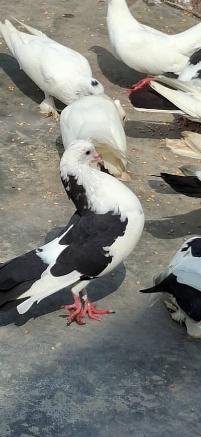 Beautiful Pigeons 7 Pairs