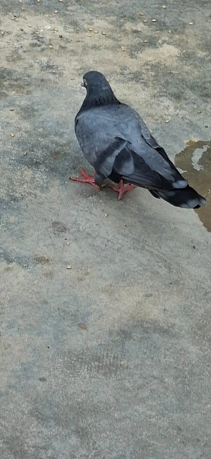 Beautiful Pigeons 7 Pairs — photo 2