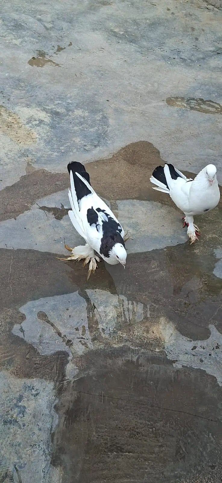 Beautiful Pigeons 7 Pairs — photo 3