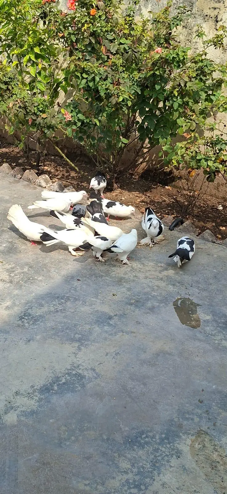 Beautiful Pigeons 7 Pairs — photo 4