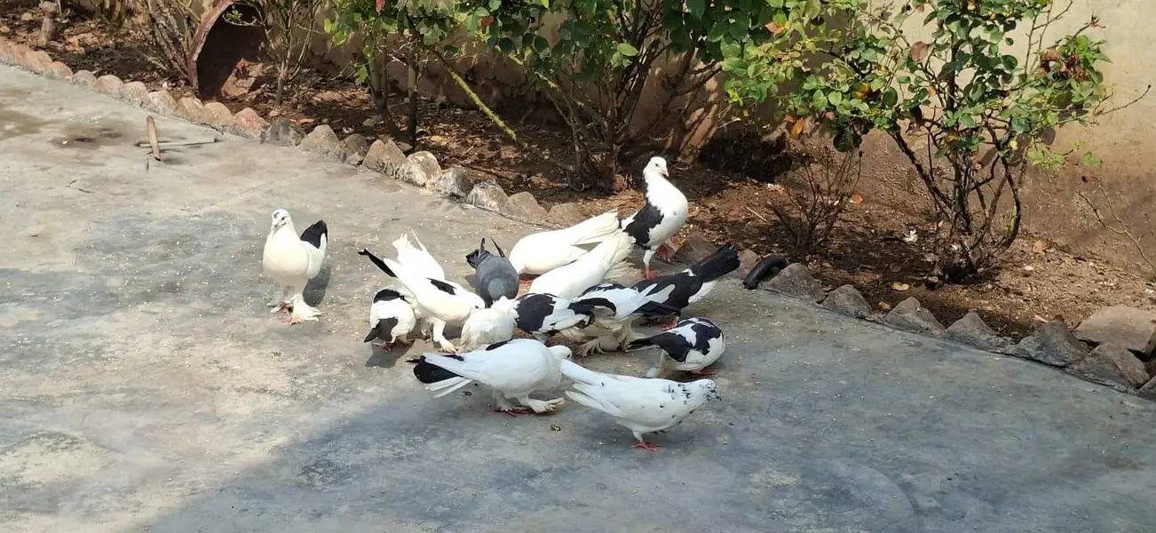 Beautiful Pigeons 7 Pairs — photo 5