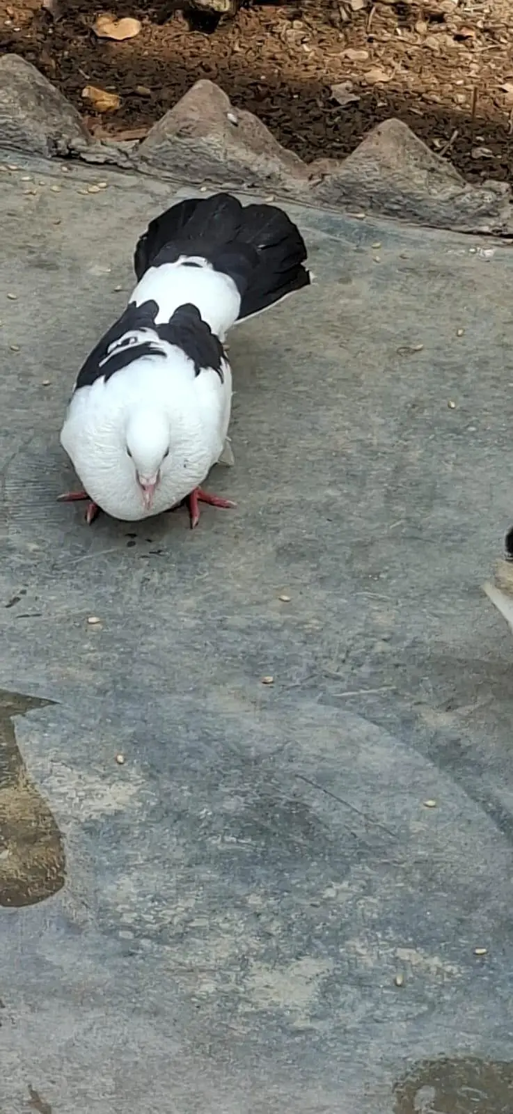 Beautiful Pigeons 7 Pairs — photo 6