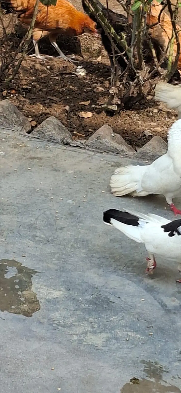 Beautiful Pigeons 7 Pairs — photo 7