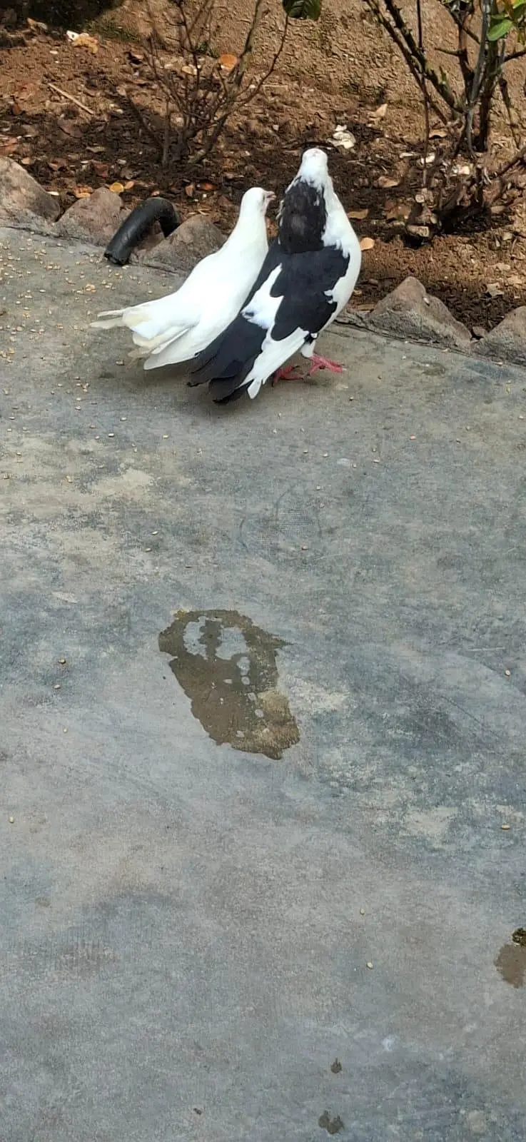 Beautiful Pigeons 7 Pairs — photo 8