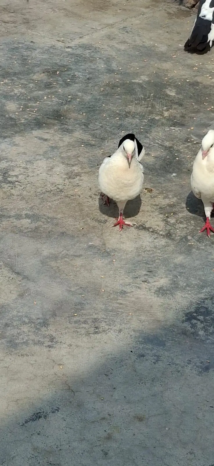 Beautiful Pigeons 7 Pairs — photo 9