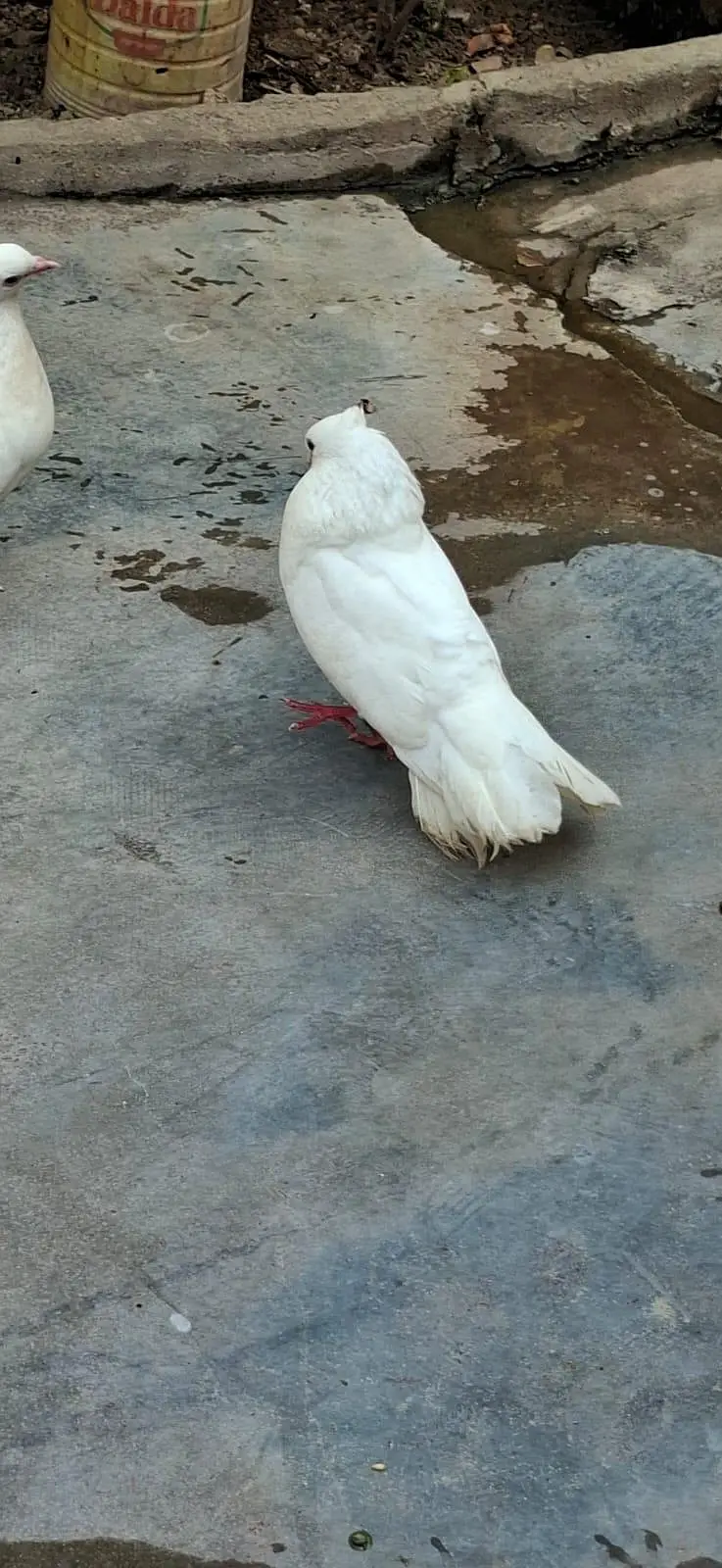 Beautiful Pigeons 7 Pairs — photo 10
