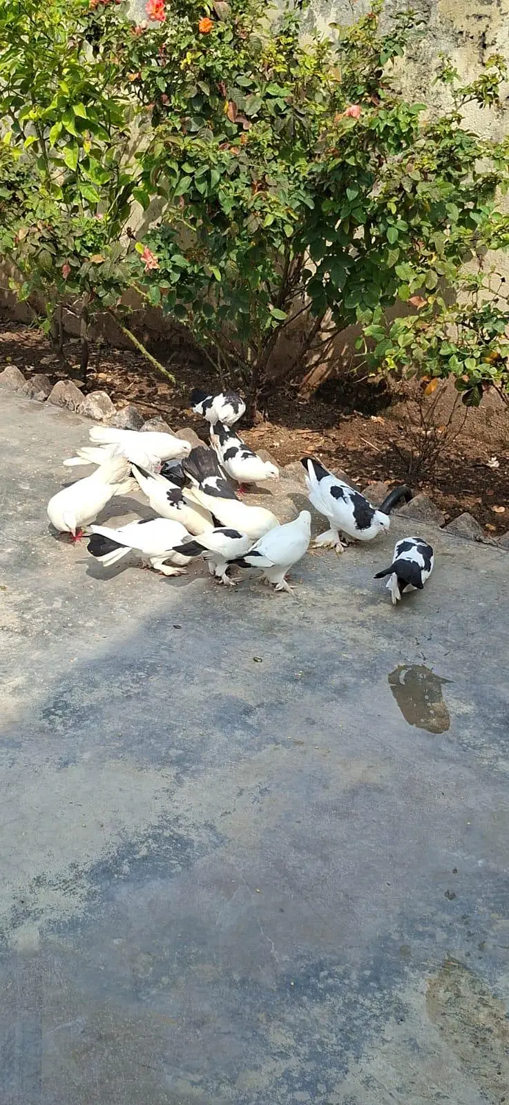 Beautiful Pigeons 7 Pairs — photo 11